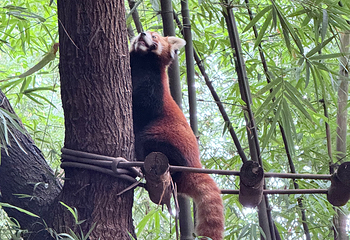 成都大熊猫繁育研究基地第 329 张图片