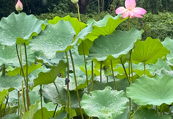 西溪国家湿地公园第 163 张图片