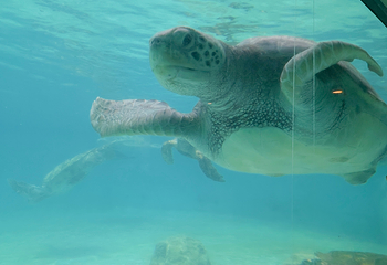 冲绳美丽海水族馆第 174 张图片