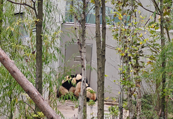 成都大熊猫繁育研究基地第 380 张图片