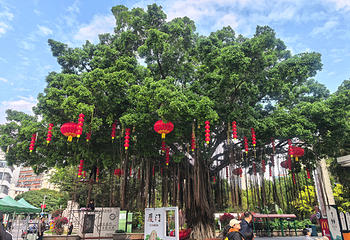 厦门园林植物园第 64 张图片