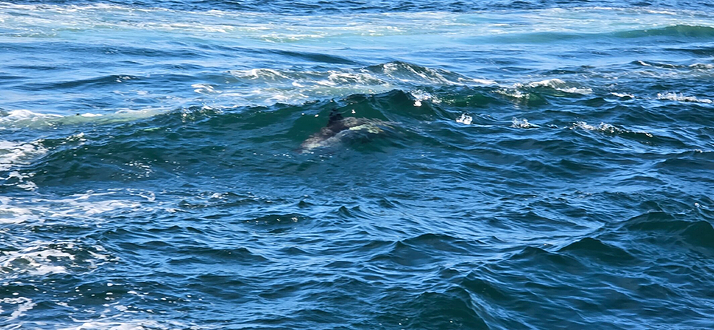 Granite State Whale Watch