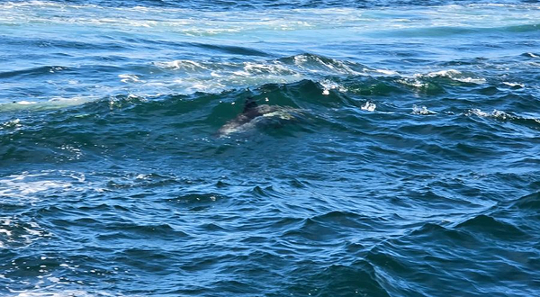 Granite State Whale Watch