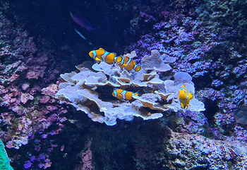 圣塞瓦斯蒂安水族馆第 5 张图片