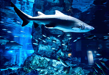 Sea Life COEX水族馆第 13 张图片