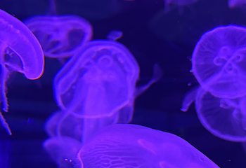 曼谷暹罗海洋世界第 74 张图片