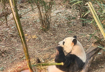 成都大熊猫繁育研究基地第 353 张图片