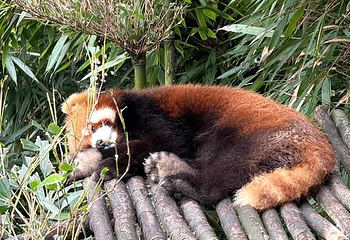 熊猫谷第 75 张图片
