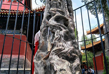 孔庙第 41 张图片