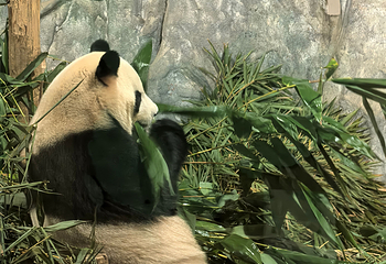 深圳野生动物园第 72 张图片