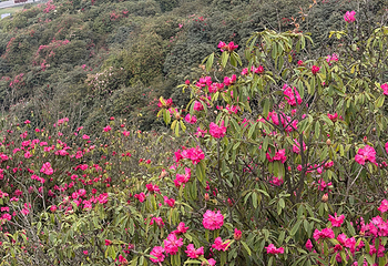 百里杜鹃风景区第 76 张图片