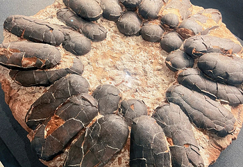 国家自然博物馆第 107 张图片