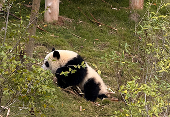 成都大熊猫繁育研究基地第 604 张图片