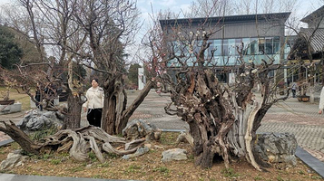 中国梅花艺术中心