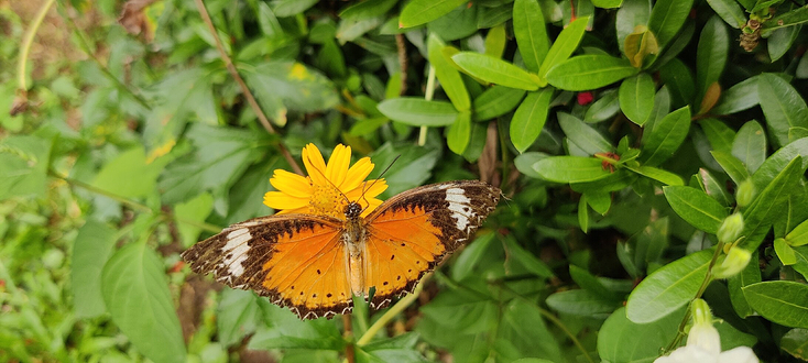 暹罗昆虫动物园