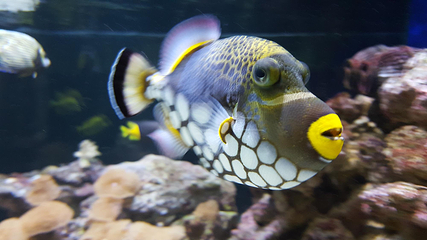 昂内维尔水族馆第 9 张图片