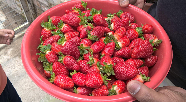 健康草莓园