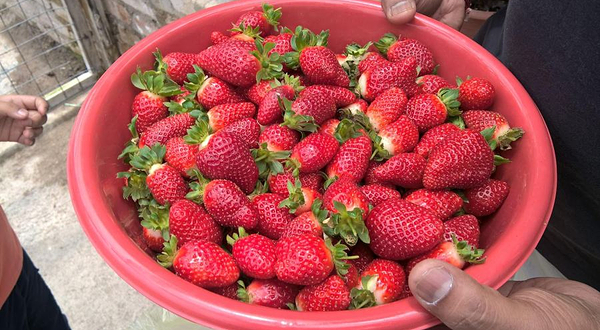 健康草莓园