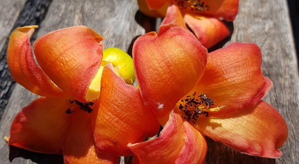 包瓦利游客中心