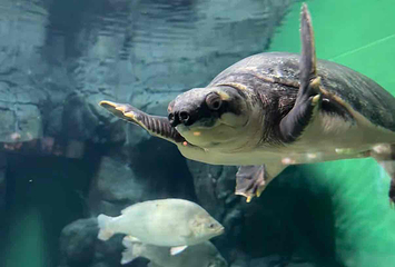 上海海洋水族馆第 147 张图片
