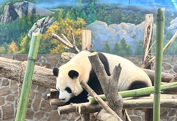 成都大熊猫繁育研究基地第 382 张图片