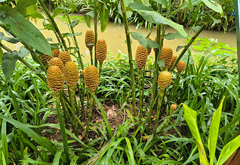 中国科学院西双版纳热带植物园第 79 张图片