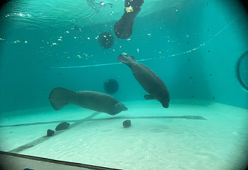冲绳美丽海水族馆第 142 张图片