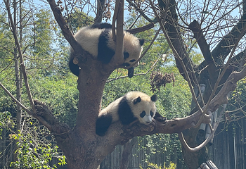 成都大熊猫繁育研究基地第 203 张图片