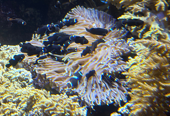 新加坡海洋生态馆第 165 张图片