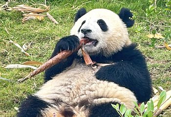成都大熊猫繁育研究基地第 407 张图片