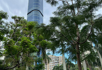 布里斯班植物园第 52 张图片