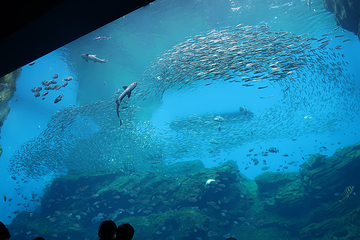 仙台海洋森林水族馆第 25 张图片