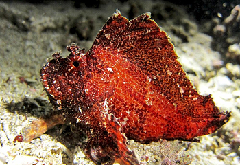 Diving Indo第 11 张图片