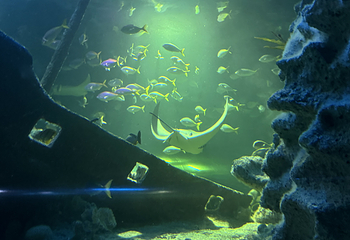 吉隆坡城中城水族馆第 38 张图片