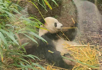 成都大熊猫繁育研究基地第 769 张图片