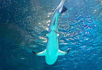 奥兰多海洋生物水族馆第 9 张图片
