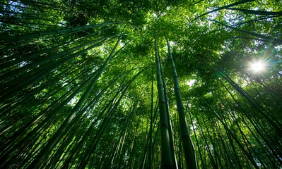 红螺寺第 41 张图片