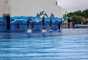 三亚亚特兰蒂斯失落的空间水族馆第 118 张图片