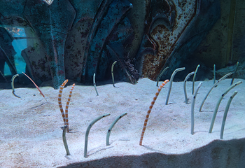 三亚亚特兰蒂斯失落的空间水族馆第 232 张图片