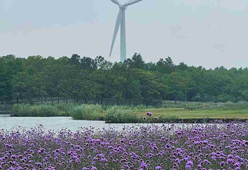 东滩湿地公园第 68 张图片