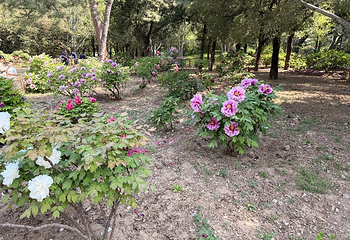 国家植物园(原北京植物园)第 46 张图片