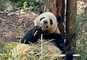 熊猫谷第 139 张图片