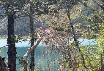 九寨沟风景区第 513 张图片