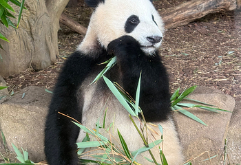 成都大熊猫繁育研究基地第 220 张图片
