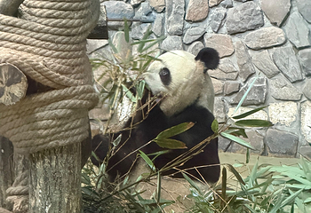 熊猫谷第 133 张图片