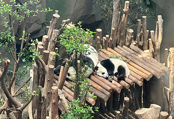 成都大熊猫繁育研究基地第 406 张图片