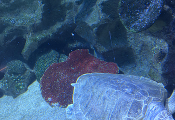 吉隆坡城中城水族馆第 70 张图片