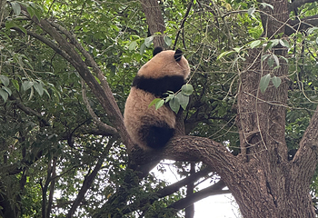 成都大熊猫繁育研究基地第 430 张图片