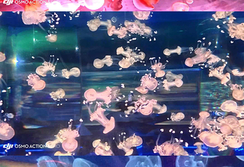 上海海昌海洋公园第 400 张图片