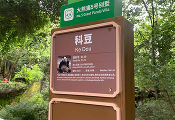 成都大熊猫繁育研究基地第 341 张图片